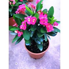 Dikenler Tacı Pembe Çiçekli Euphorbia Milii 30-35 Cm Boyunda