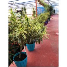 Dresena Bitkisi Dracena Sonofindia 120-140 Cm