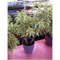 Dresena Bitkisi Dracena Sonofindia 120-140 Cm