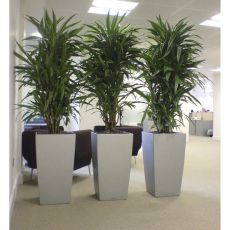 Dresena Çiçeği bitkisi İthal Dracaena Warneckii 150-175 Cm