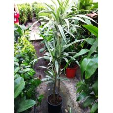 Dresena Çiçeği bitkisi Dracaena Warneckii 150 Cm