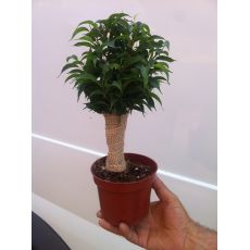 Benjamin Fidanı Ficus-Benjamina Natasha 20-25 Cm