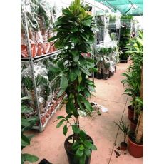 Frenk İnciri Fidanı Amstel Ficus Alii 140-160 Cm