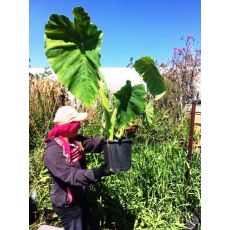 Gölevez Fil Kulağı Kolakas Alokasya Alocasia Bitkisi 60-80 Cm