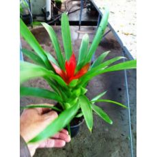 Guzmanya Çiçeği İthal Guzmania 20 Cm