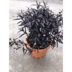 Hint Çalısı Çiçeği Strobilanthes 35-40 Cm Çapı