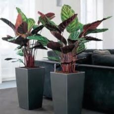 Kalatya Dua Çiçeği Calathea Makoyana 30-40  Cm