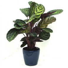 Kalatya Dua Çiçeği Calathea Makoyana 30-40  Cm