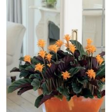 Kalatya Çiçeği İthal Calathea Crocata