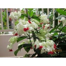 Kızılay Çiçeği Sarmaşığı Clerodendrum Thomsoniae 30-40 Cm