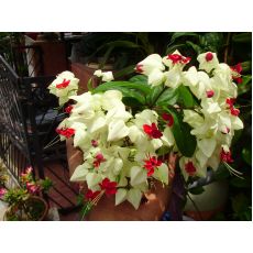 Kızılay Çiçeği Sarmaşığı Clerodendrum Thomsoniae 30-40 Cm