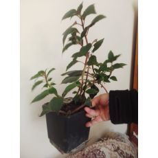 Kohlera Ağaç küpesi Çiceği 30 cm