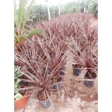 Kordilin Çiçeği İç Mekan Bitkisi İthal Cordyline  30-40 Cm