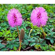 Küstüm Sana Çiçeği Mimosa pudica