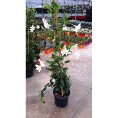 Mandevilla Dipladenia Beyaz Çiçekli 100-120 Cm