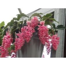 Medinilla Çiçeği İthal 40-50 Cm