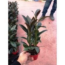 Melani Çiçeği Robusta Melany 25-35 Cm