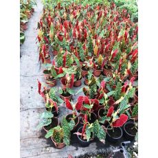 Melek Kanadı Bitkisi Çiçeği Begonia Maculata Red