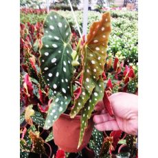 Melek Kanadı Bitkisi Çiçeği Begonia Maculata Red