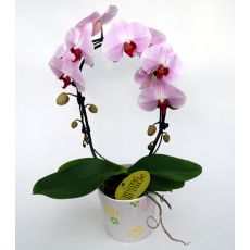 Orkide Çiçeği İthal 0rchidee Çift Dallı 40-50 Cm