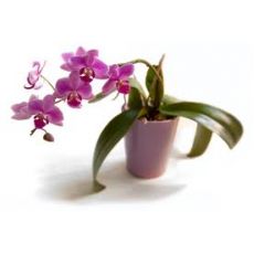 Orkide Çiçeği İthal 0rchidee Tek Dallı