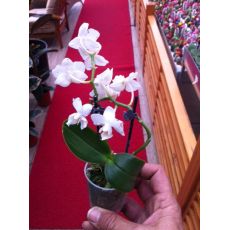 Minyatür Beyaz Orkide Çiçeği Bodur Orkide Çiçeği İthal 0rchidee Phalaenopsis 15-20 Cm