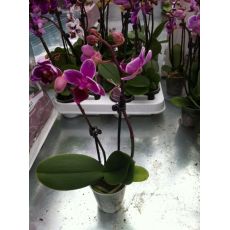 Minyatür Orkide Çiçeği Bodur Orkide Çiçeği İthal 0rchidee Phalaenopsis 15-20 Cm