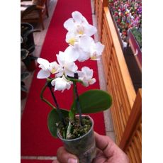 Minyatür Beyaz Orkide Çiçeği Bodur Orkide Çiçeği İthal 0rchidee Phalaenopsis 15-20 Cm