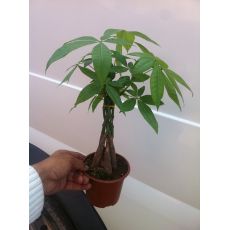 Pakira Paşira Örgülü Pachira Aquatıca 25-30 Cm