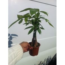 Pakira Paşira Örgülü Pachira Aquatıca 25-30 Cm