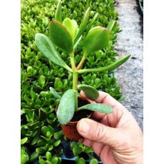 Para Ağacı Bereket Bitkisi Crassula Ovata 5-7 Cm