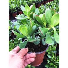 Para Ağacı Bereket Bitkisi Crassula Ovata 15-20 Cm