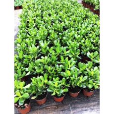 Para Ağacı Bereket Bitkisi Crassula Ovata 15-20 Cm