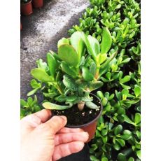 Para Ağacı Bereket Bitkisi Crassula Ovata 10-15 Cm