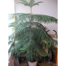 Salon Çamı Araucaria Heterophylla 175-200 cm