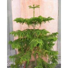 Salon Çamı Araucaria Heterophylla Tekli Dikim 120-140 Cm