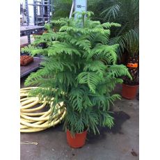 Salon Çamı İthal Araucarıa Heterophylla 200-220 Cm