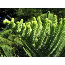 Salon Çamı Araucaria Heterophylla Tekli Dikim 120-140 Cm