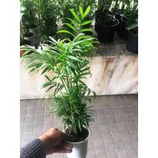 Şamadora bitkisi Chamaedorea elegans 30-40 Cm