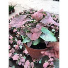 siyngonum Sarmaşığı Bitkisi Syngonium Red 20 Cm Çapı