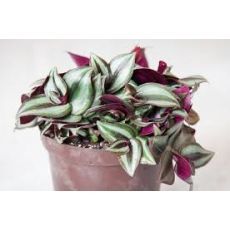 Telgraf Çiçeği Alacalı Askılı Saksıda Tradescantia Zebrina