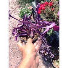 Telgraf Çiçeği Mor Yapraklı Tradescantia Purple Heart 15 Cm Çapı