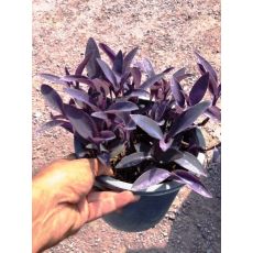 Telgraf Çiçeği Mor Yapraklı Tradescantia Purple Heart 20 Cm Çapı