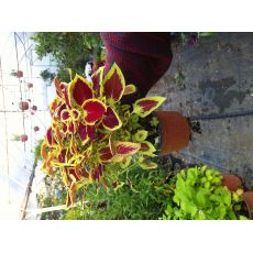 Yaprak Güzeli Çiçeği Kolyoz Coleus blumei 10-15 Cm