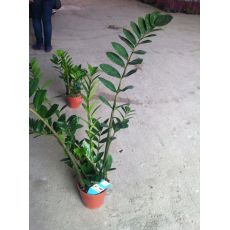 Zamia Çiçeği İthal 45-55 Cm