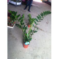 Zamia Çiçeği İthal 45-55 Cm