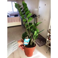 Zamia Çiçeği İthal 30-35 Cm