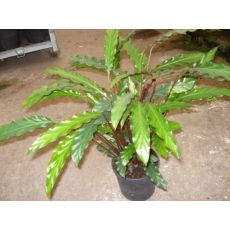 Kalatya Dua Çiçeği Calathea Wavestar 30-50 Cm