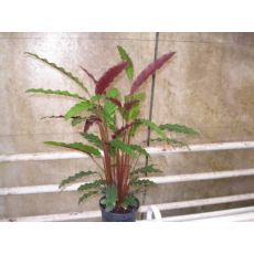 Kalatya Dua Çiçeği Calathea Wavestar 80 Cm