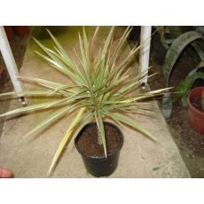 dracaena marginata tricolor 55 Cm